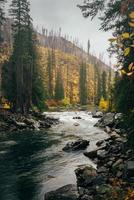 Fluss im Wald foto