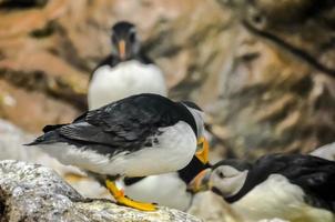 Papageientaucher Vogel beim das Zoo foto