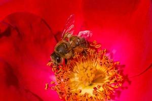 schließen oben von Biene Sammeln Pollen Innerhalb rot Rose Blume foto