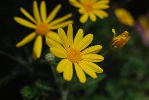 Gelb Blüte. blühen Blütenblatt Blume schließen oben Bild foto