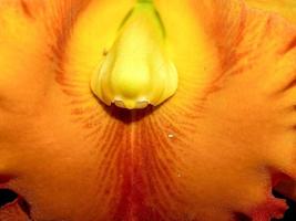 Orchideenblume in der Natur foto