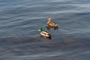 Ente und Erpel treiben auf dem Wasser foto