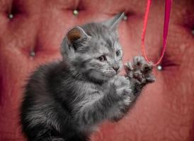 graues Kätzchen auf einem roten Sofa, das mit einem Band spielt foto