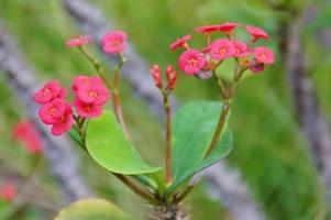 exotisch Blume wachsend im ein botanisch Garten auf das Spanisch Insel von Tenerife auf ein Sommer- warm sonnig Tag foto