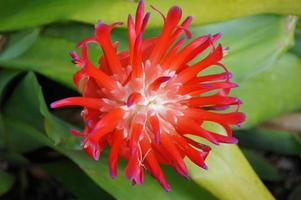 exotisch Blume wachsend im ein botanisch Garten auf das Spanisch Insel von Tenerife auf ein Sommer- warm sonnig Tag foto