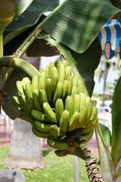 gesund reif Bananen auf ein Baum unter Grün Blätter foto