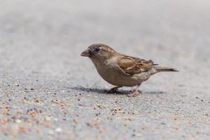 schließen oben pf Spatz Essen Korn auf Straße foto