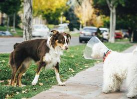 Hund grüßt einen anderen Hund auf dem Bürgersteig foto