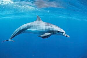 generativ ai Illustration von ein Flaschen Nase Delfin foto