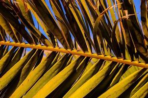 eine Palme foto