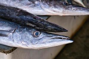 Nahansicht von Barakuda Fisch Kopf im Victoria Stadt, Dorf Markt, mahe Seychellen foto