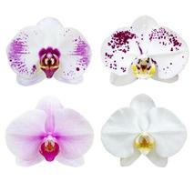 einstellen von Weiß Phalaenopsis Orchidee Blume isoliert auf Weiß mit Ausschnitt Pfad foto