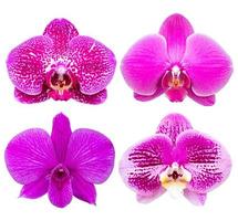 Satz von Phalaenopsis-Orchideen-Blume isoliert auf weiss mit Beschneidungspfad foto