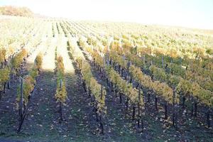 Herbst Weinberge im niedrig Sonne foto