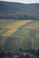 bunt Weinberge im niedriger ahr Senke foto