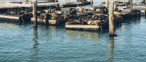 Seehunde schlafen auf Docks foto