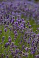 lila Lavendel Blumen mit ein warm Tag im Nahansicht foto