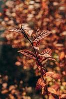 golden Herbst Busch Blätter zündete durch warm Sonne im das Garten foto