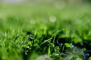 frisch Frühling Rasen Grün Gras wachsend im ein Wiese foto