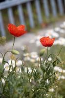 rot Mohn auf ein Grün Hintergrund im das Sonnenschein foto