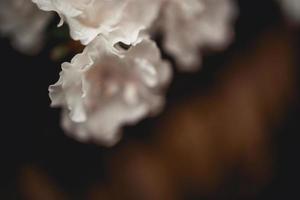 Weiß Azalee im das Sommer- Garten foto