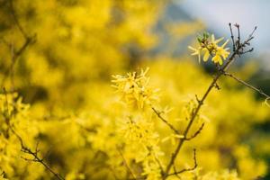 gelber Baum in voller Blüte foto