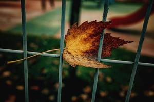 rot Herbst einsam Blätter auf ein Metall Zaun foto
