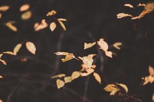 l golden Herbst Blätter auf ein Baum im ein Park unter warm Oktober Sonne foto
