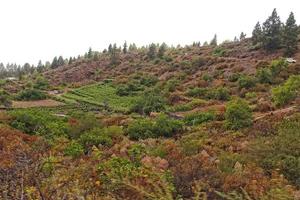 Ruhe Berg Landschaft um teide auf das Spanisch Kanarienvogel Insel Tenerife foto