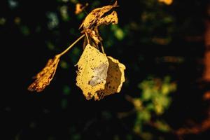 bunt Herbst Blätter auf ein Baum Nahansicht foto