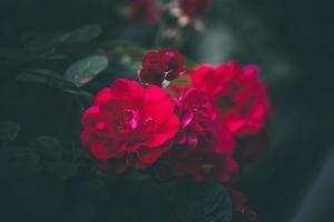 rot Rose auf das Busch gegen ein dunkel Hintergrund im das Garten foto