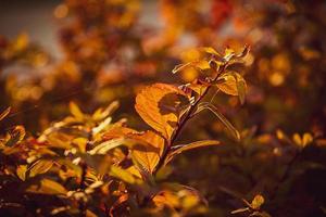 Strauch mit Gelb Blätter im Nahansicht auf ein warm Herbst Tag im das Garten foto