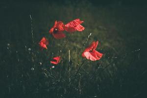 Mohnblumen wachsend unter Grün Gras auf ein Sommer- Tag foto