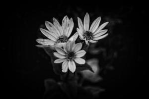 Gelb Blume auf ein Grün Hintergrund im Herbst Wiese im Nahansicht foto