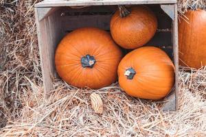 groß Herbst Orange Kürbisse im ein draussen Garten foto