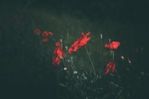 Mohnblumen wachsend unter Grün Gras auf ein Sommer- Tag foto