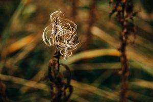 interessant abstrakt Herbst Pflanze auf natürlich Hintergrund foto