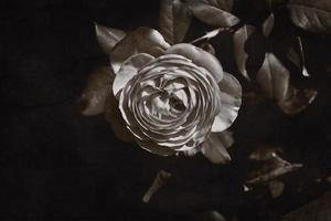 Blühen Rosa Rose im natürlich Lebensraum auf das Hintergrund von Grün Blätter foto