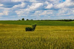 landwirtschaftlich Landschaft im Polen auf ein Sommer- Tag foto