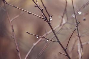 Regentropfen auf ein Ast von ein blattlos Baum im Nahansicht im Januar foto