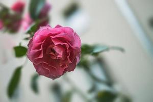 schön Rosa Rose auf ein Licht Garten Hintergrund im Nahansicht foto