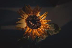 Gelb Sonnenblume Blume im Nahansicht foto