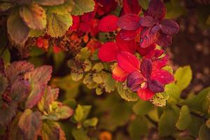 Strauch mit rot Blätter im Nahansicht auf ein warm Herbst Tag im das Garten foto