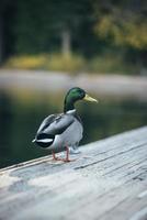 Ente auf einer Brücke foto