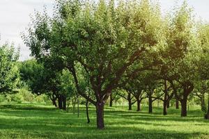 Linien von Birne Bäume im Sommer- Obstgarten foto