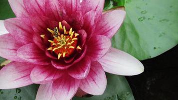 Rosa Wasser Lilie schließen hoch, Sommer- Blume foto