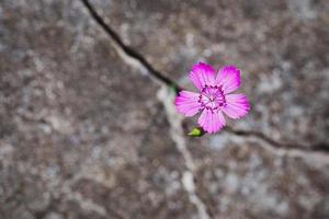 Blume wachsend auf das Felsen, Elastizität und Wiedergeburt Symbol foto