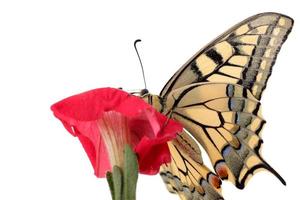 schließen oben von Papilio machaon Schmetterling auf Petunie Blume foto