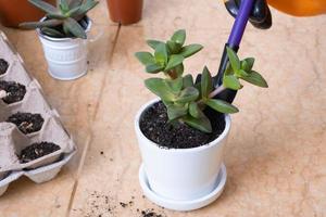 Hände im Garten Handschuhe Pflanzen Sukkulenten im Neu Blume Töpfe. das Prozess von Zuhause Pflanzen foto