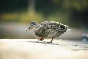 Ente geht auf Holz foto